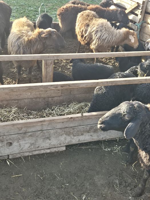 Қозылы қой тоқты