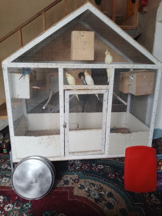 Папугайлар сотиладй