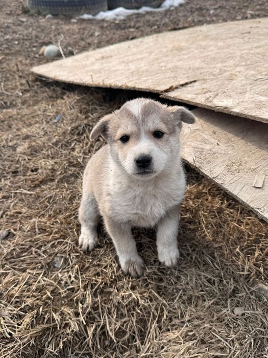 Девочка собака даром