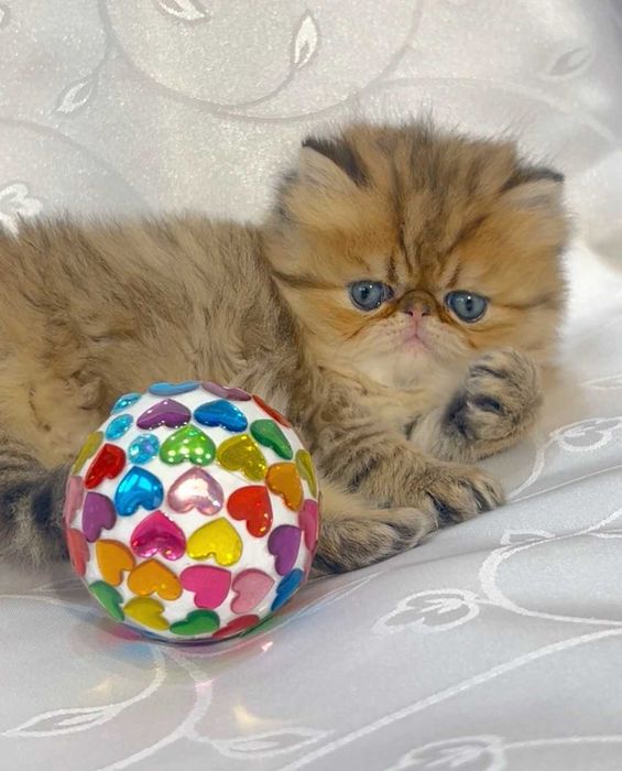 pisica persana chinchilla