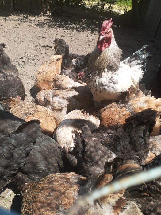Продам курей домашние