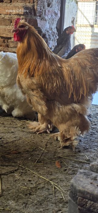 Cocos cochinchina urias