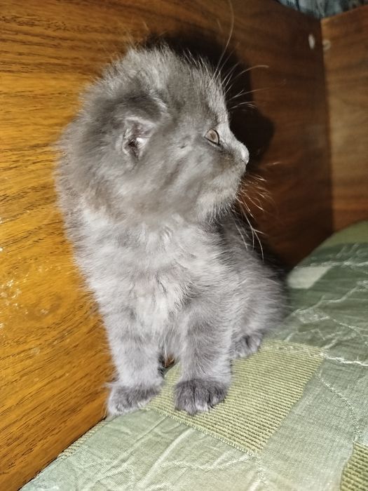 Котёнок веслоухи шотландец