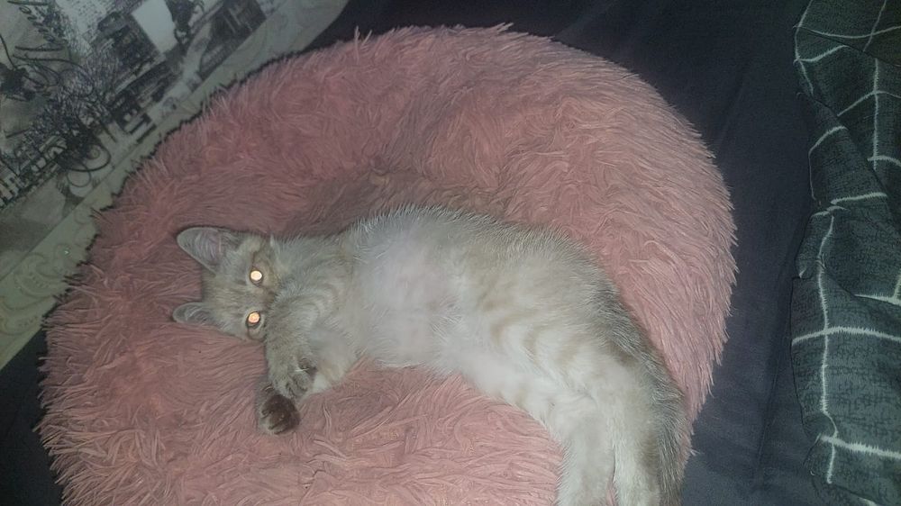 Котенок ( девочка, видимо породистая)