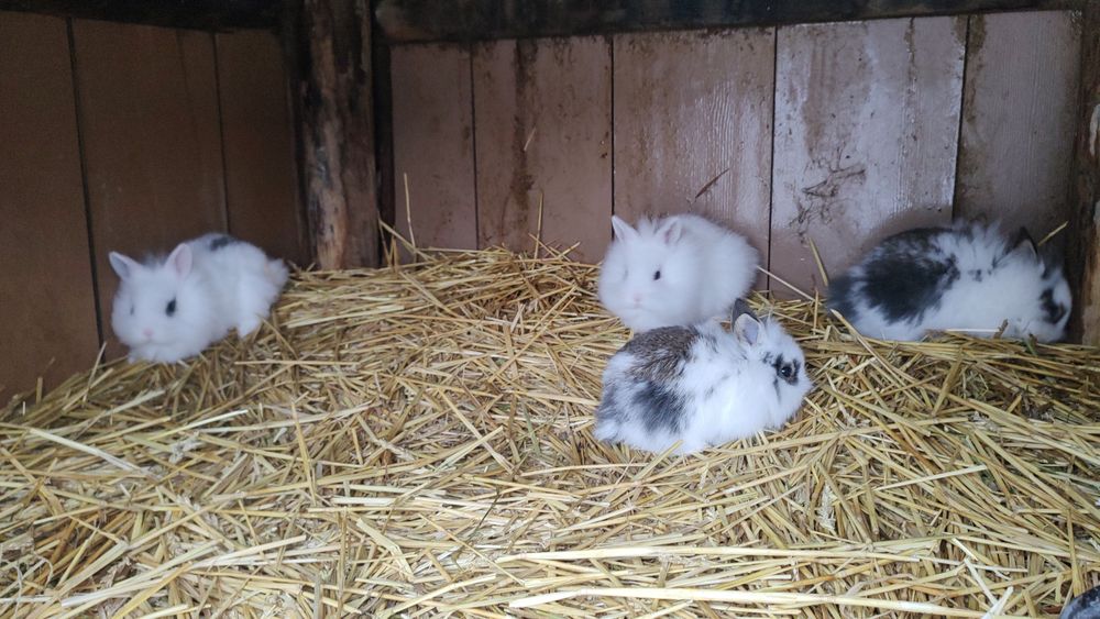 Vând iepurași cap de leu