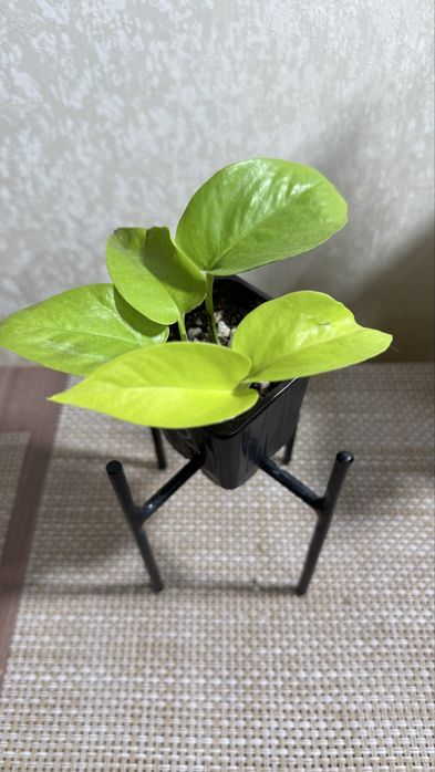 Сциндапсус  Лимон  Лайм, Филадендрон Бразил
