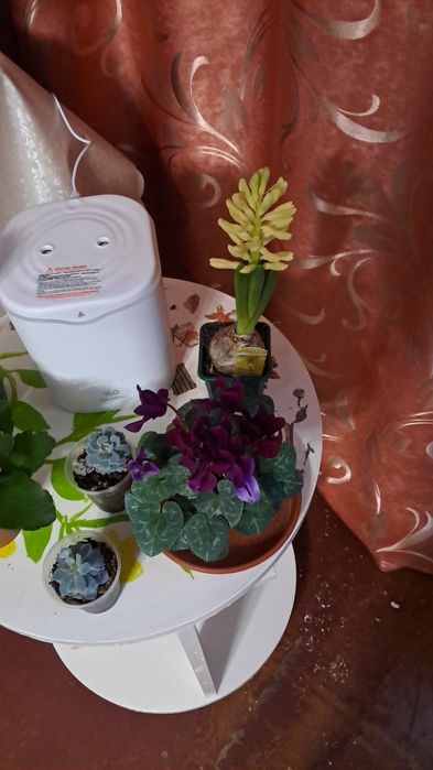 Продам цветы от 500тенге