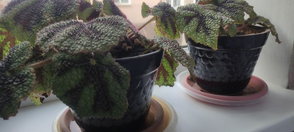 Продам комнатные цветы