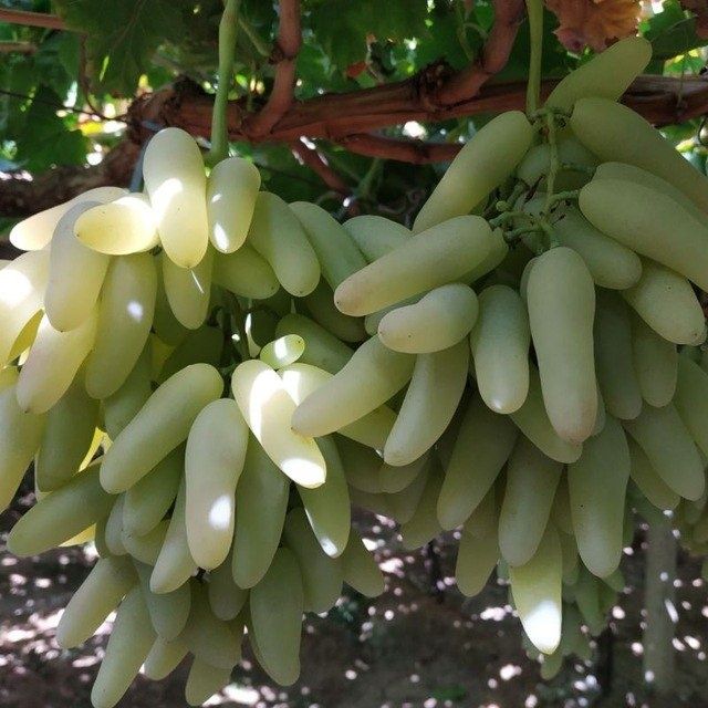 Узум бог парваришига богбон лар бор