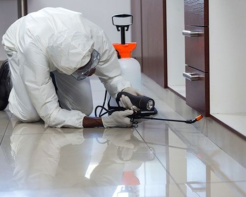 Servicii profesionale DDD – deratizare | dezinsecție | dezinfecție