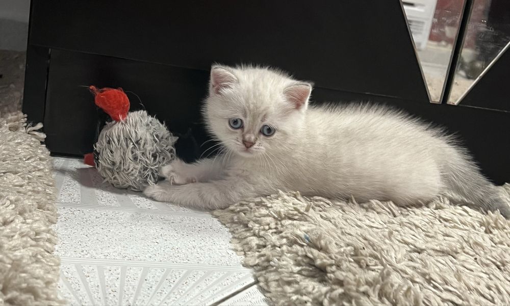 Шотландска Сребьрна чинчила