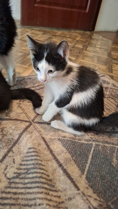 Котята черные,коричневый