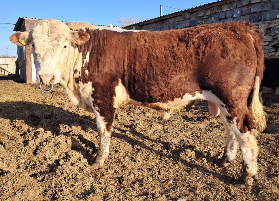 Казахско-белоголовый бык