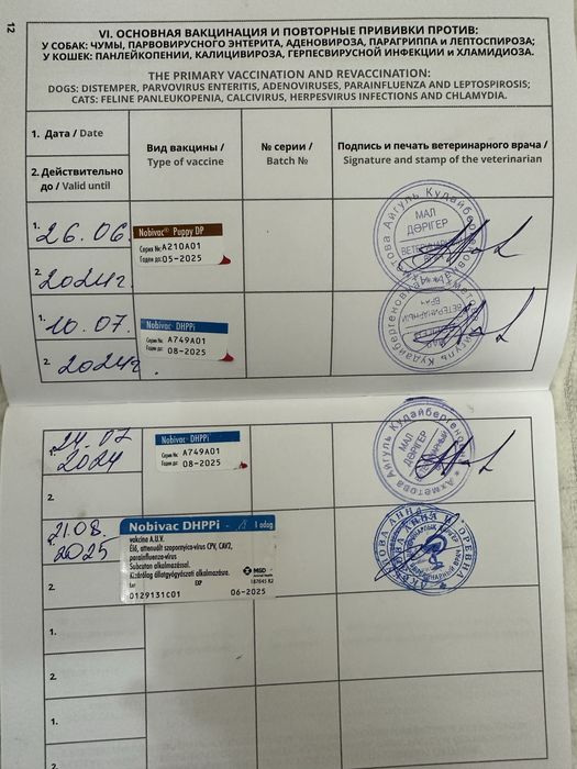 Вязка Джек Рассел Терьер