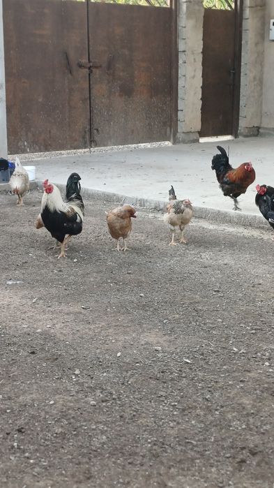 Қораздар сатылады