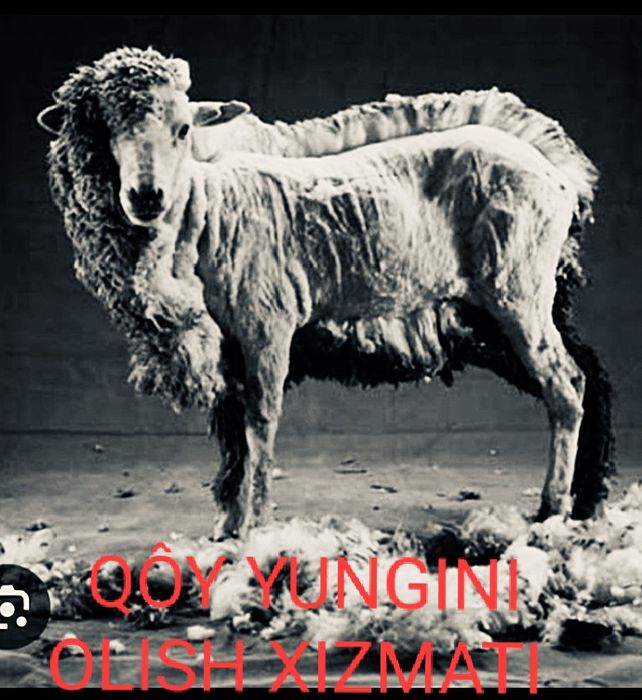Toshkent viloyati va Toshkent shahar boʻylab qôy yungini olish xizmati