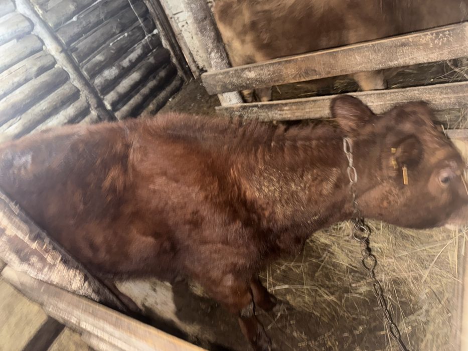 Продам телочку 10 месяцов