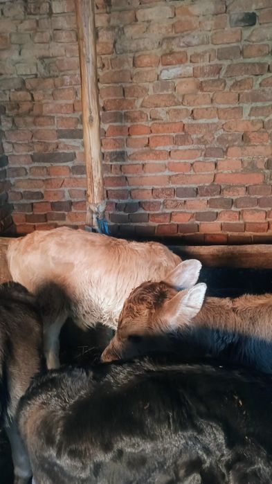 Vând 6 viței de monta