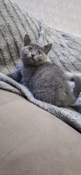 Британские котята