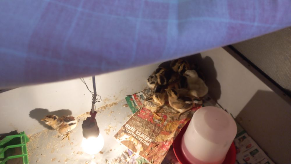 Vand pui araucana si australorp