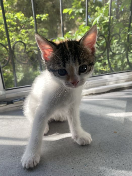 Котята 2 месячные срочно ищут дом