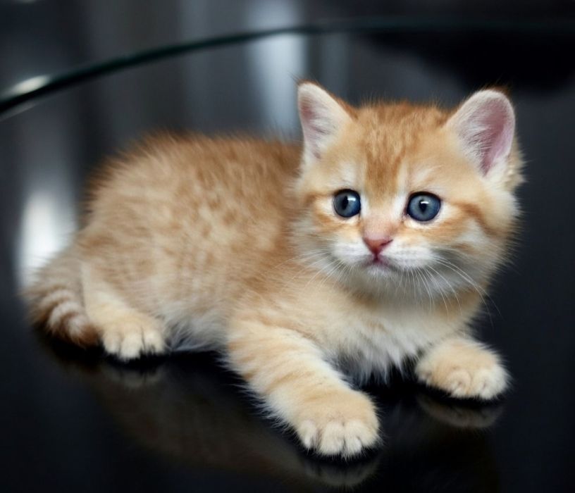 Британские  девули.пареньки.