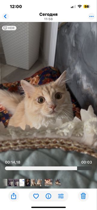Котёнок 9   месяц