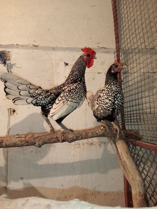 Продам карликовых