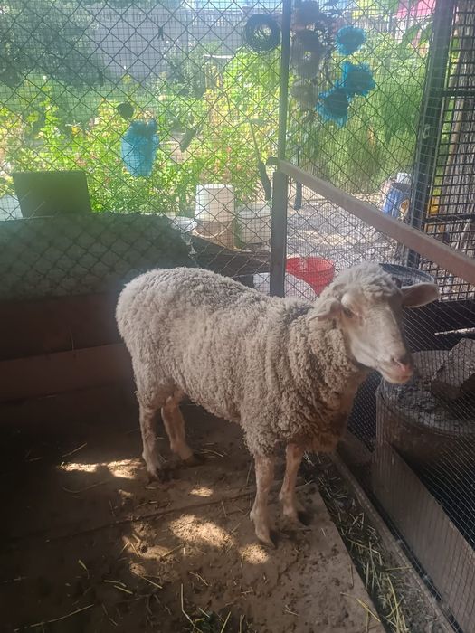 Овца домашняя одна