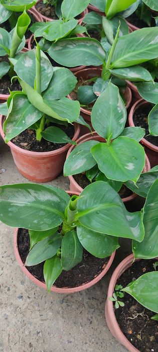 Саженцы сортового банана