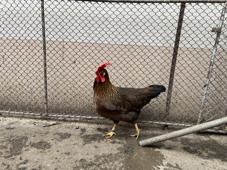 Familie gaini italiana potarnichie