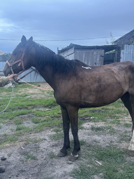 Продам лошадь
