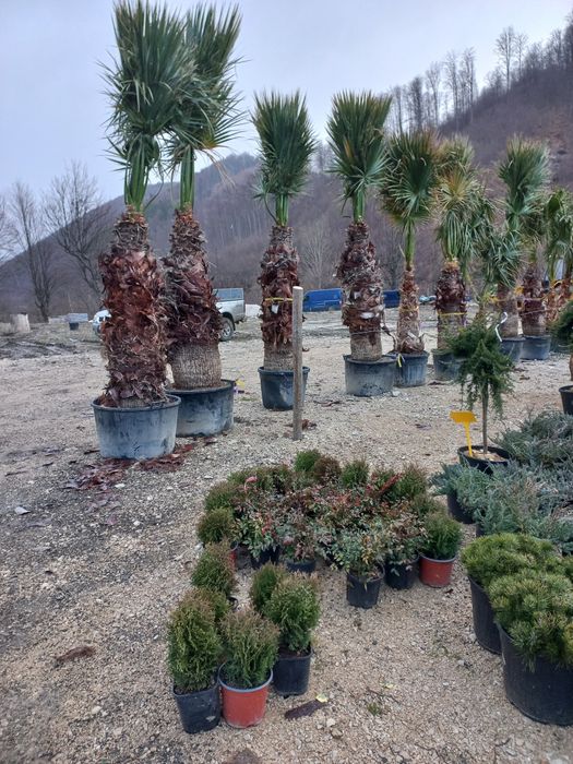 Vand plante de toate speciile