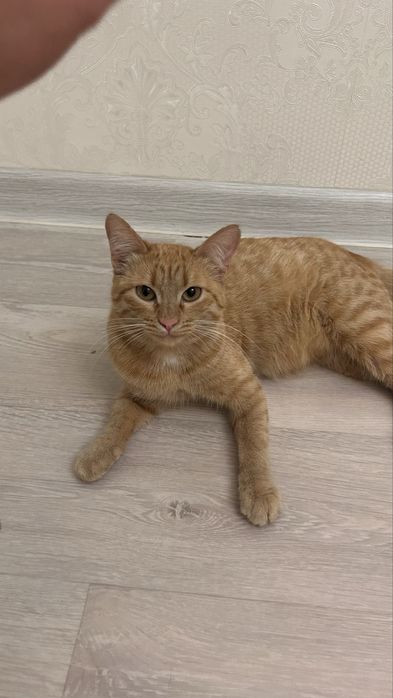 Кошка 6-7 месяцев