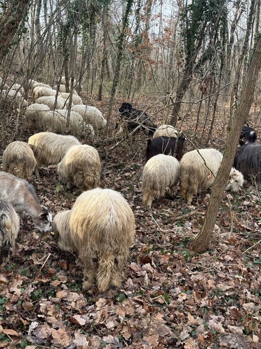 Ovine .și caprine de vnzare preț negociabil  sunați telefon.0740964412 din Satu Mare județul .C…..O