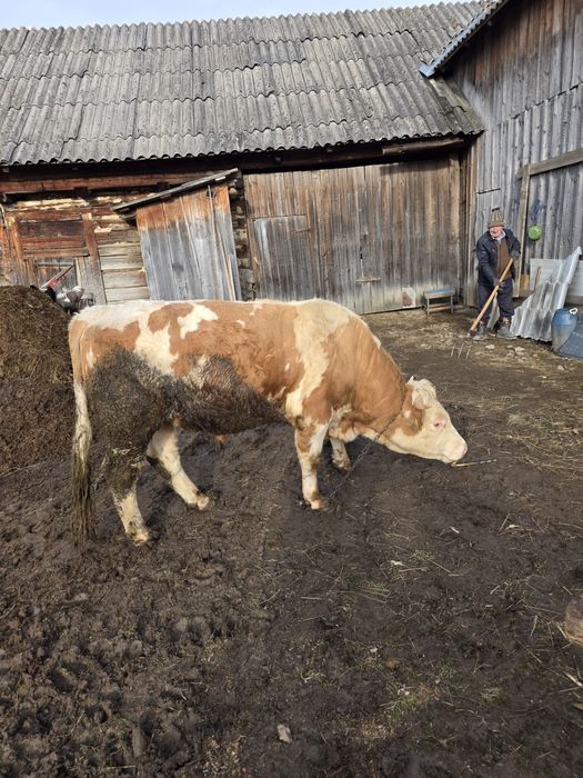 Taur de vânzare de 2.7ani