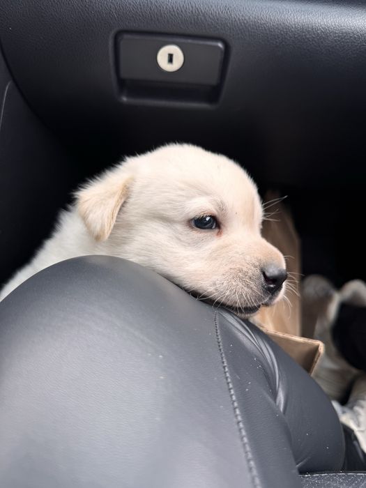 продам лабрадора ретривера