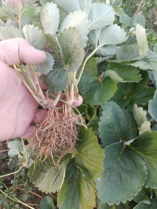 Разсад ягоди сорт Априка и Клери от производител за пролетно засаждане