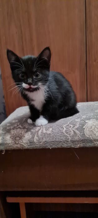 Котенок девочка в добрые руки