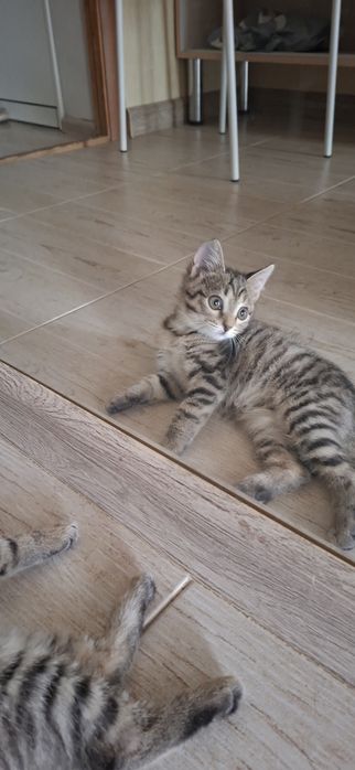 Котёнок мальчик красивый добрый