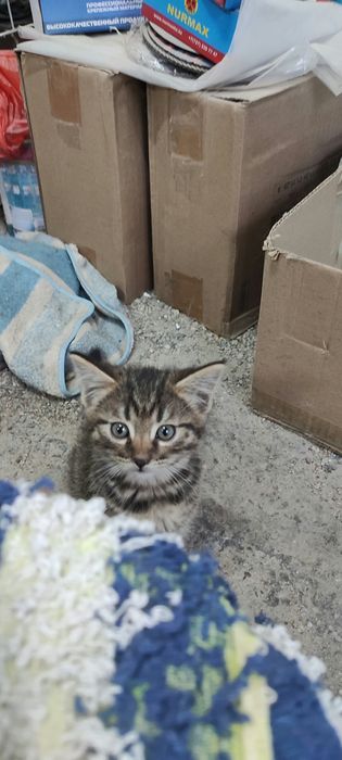 Отдам котят в хорошие руки