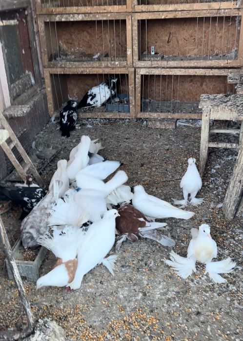 Vând porumbei rasa Uriași Maghiari , Rotații, Cap roș de Botoșani