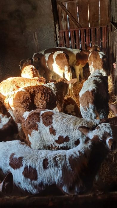 Disponibili 9 taurasi si 5 vitele