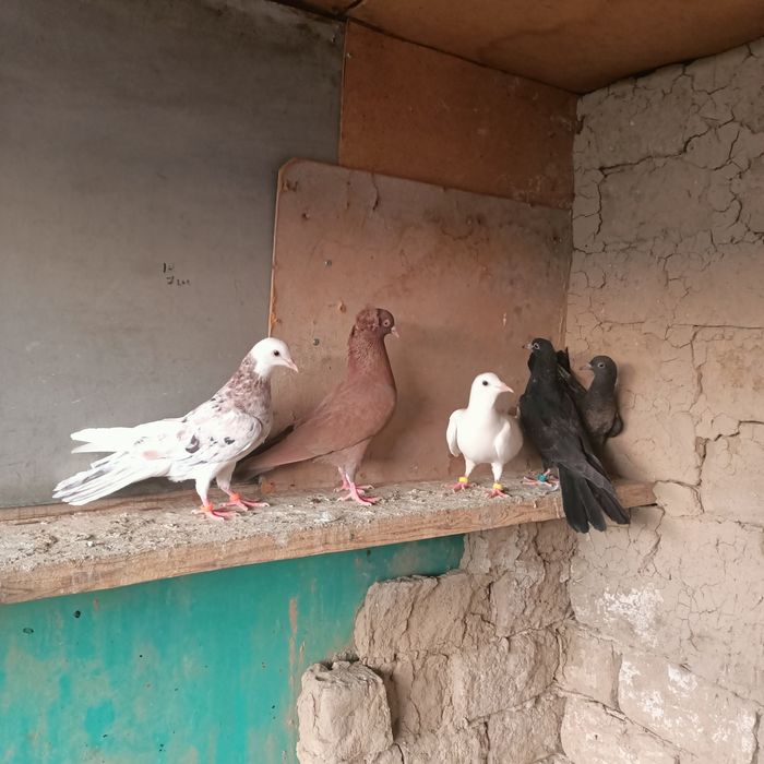 Широкохвостые  иранцы