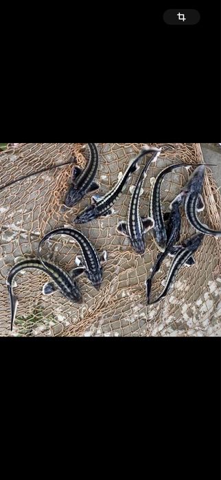 Pește viu, sturion, puiet bester nisetru siberian