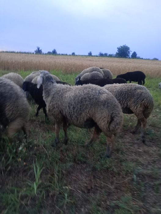 Vând miei karakul