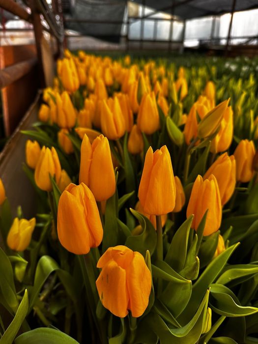 Оптом и розницу Голландские тюльпаны