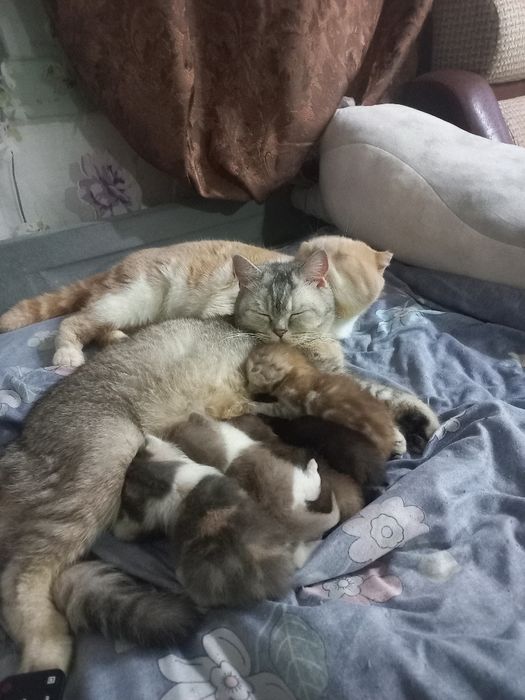 Котята скотиш страйт