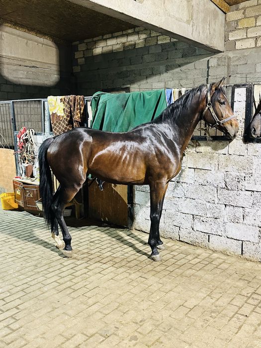 Айғыр 3 жасар Англо-Буден