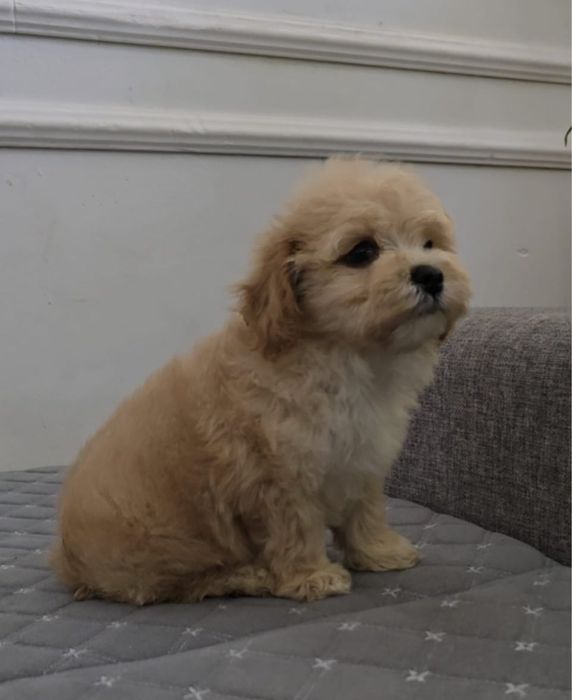 Продам щенков мальтипу